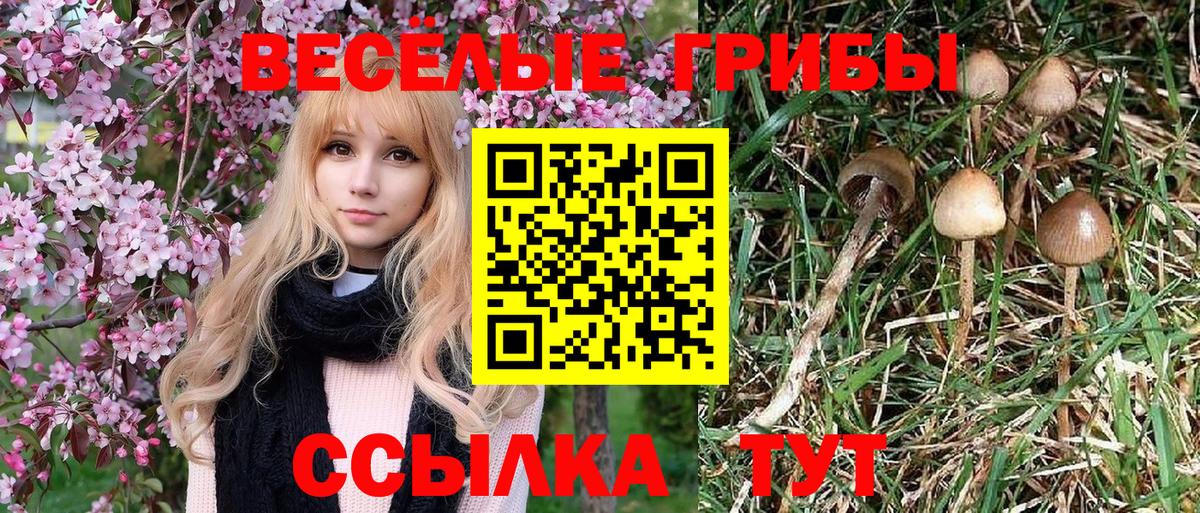 Псилоцибиновые грибы прущие грибы  Вход с VPN  Зеленодольск  Галлюциногенные грибы Psilocybe 